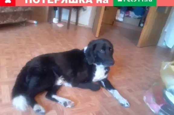Найдена собака во Владимирской обл. с переломом лапы