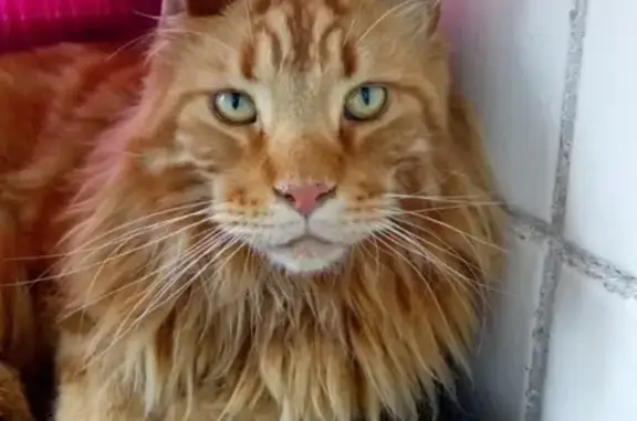 Найдена кошка в Пушкино: Рыжий мейн кун