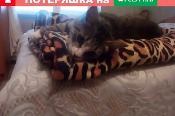 Найдена кошка на Садовом, ищет хозяина