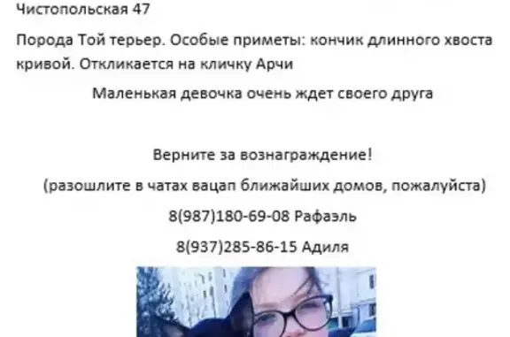 Пропала собака Арчи в Ново-Савиновском районе, вознаграждение