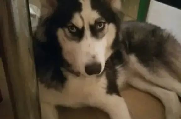 Пропала собака Веста в Копылово, Томск