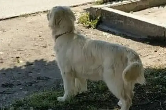 Потерянная собака на перекрестке Кабардинской