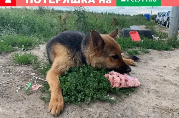 Найдена немецкая овчарка в Домодедово, ищем хозяев!