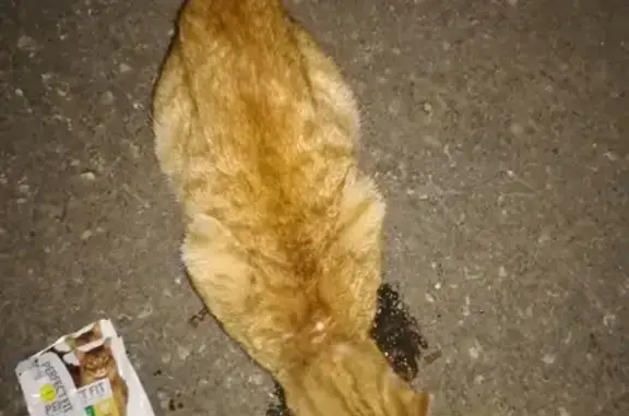 Найден рыжий кот на пр. строителей, Владимир