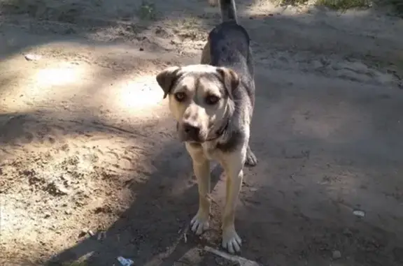 Найдена собака в Воронежской нагорной дубраве