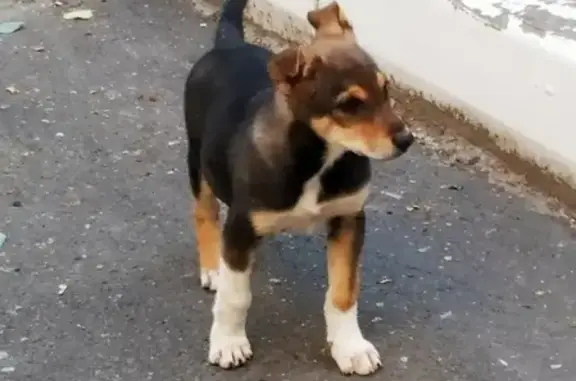 Найден щенок в Советском районе Брянска