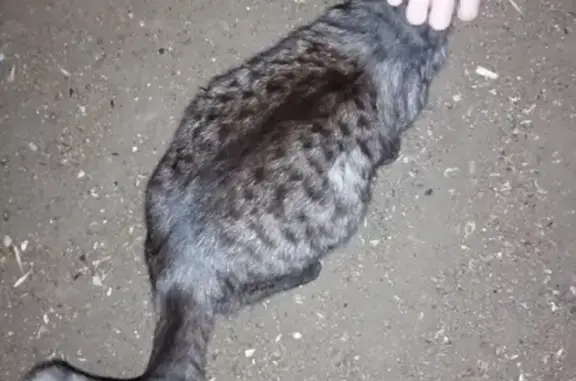 Пропала беременная кошка в Стерлитамаке
