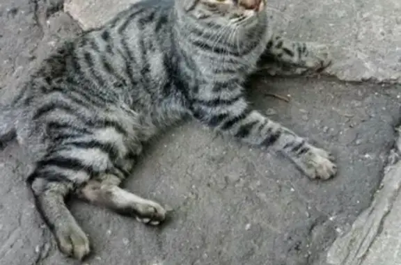 Найдена кошка в Кирове, ищут хозяев или передержку