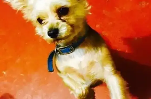 Собаки потеряшки, Москва, фото: Потеряшка пёс Тоша на ул. Кадырова, Бутово. Вознаграждение!