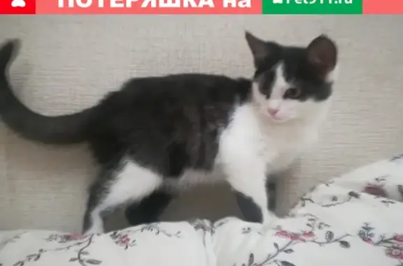 Пропала кошка в Калуге, район Чичерина #потеряшки_калуга