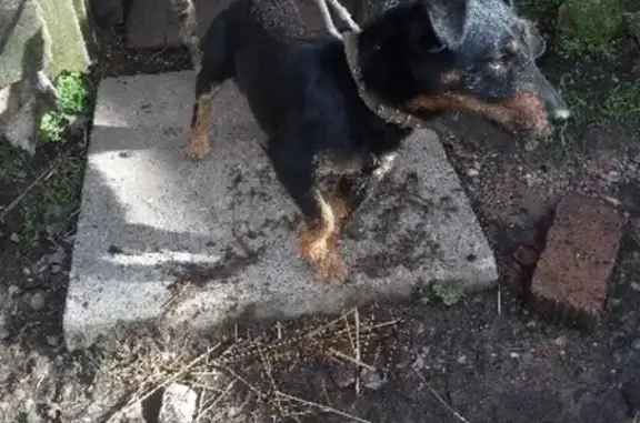 Найдена собака в деревне Ильинское, ищут хозяев