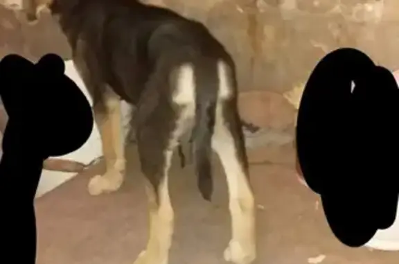 Найден щенок в Можге, срочно нужен дом