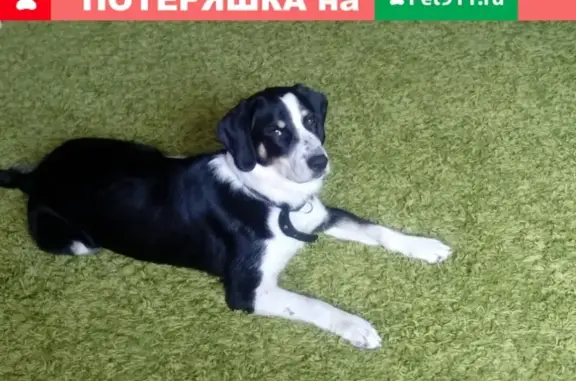 Пропала собака в Бердске!