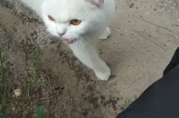 Найден кот в Дзержинске