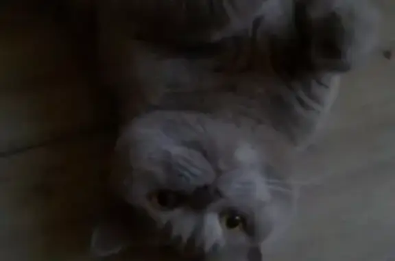 Пропала британская кошка в Магнитогорске #потеряшка