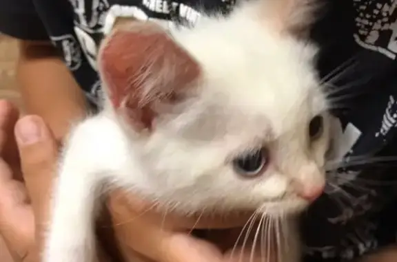 Найдена беленькая кошка с рыжими ушками в Тюмени