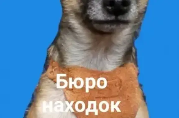 Собаки потеряшки, Архангельск, фото: Потеряшка той-терьер в районе Сульфата, Архангельск