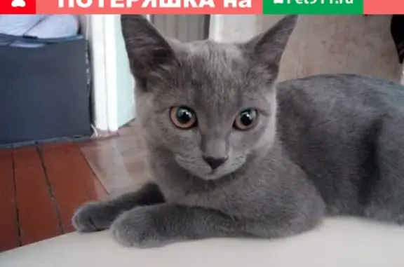 Найден котёнок на Ленинградской 8, Пенза