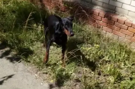 Найдена собака на трассе возле переезда в МО, Раменский р-н, Быково