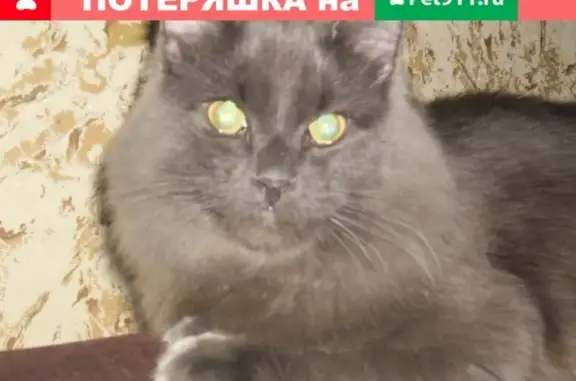 Пропал серый сибирский кот в Лузе, ул.Рабочая, 2-я биржа.