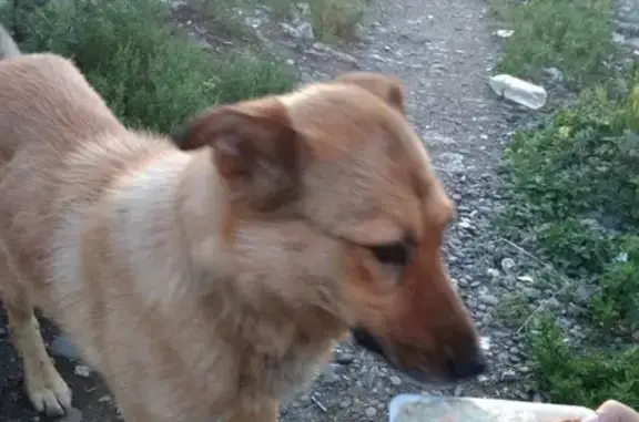Найдена собака в Абакане, ищем хозяина