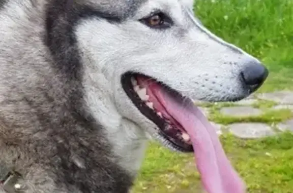 Пропала собака в Королёве, Московская область