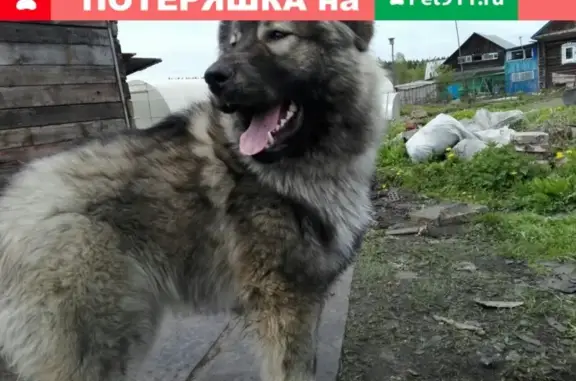 Пропала собака 1.07.19 в деревне Круглый Рудник, Березники