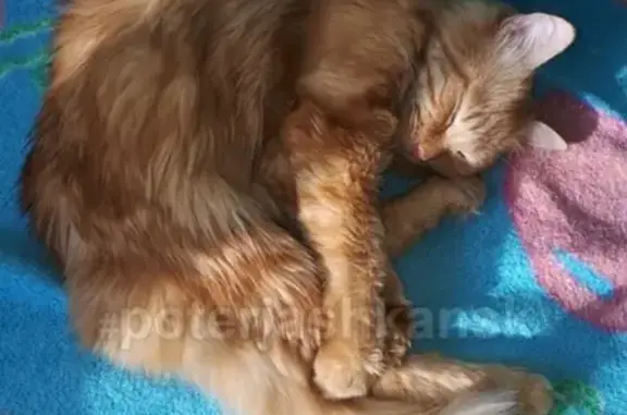 Кошки потеряшки, Новосибирск, фото: Потеряшка кошка Яша в Новосибирске #lostpet #пропала_кошка