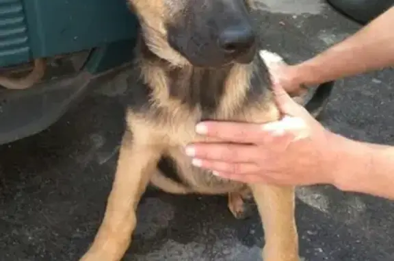 Найден щенок в Красном Селе, СПб