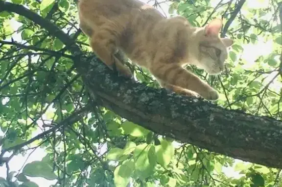 Кошки потеряшки, Ярославль, фото: Потеряшка рыжая кошка без хвоста в СНТ Заволжье (Ярославская обл.)