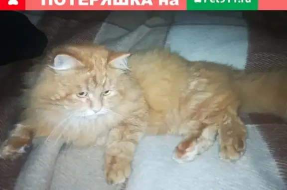 Пропал кот Яша в ДНТ Ахтырка, Хотьково.