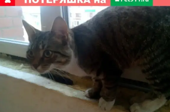 Найден молодой кот на ул. Мира 31А
