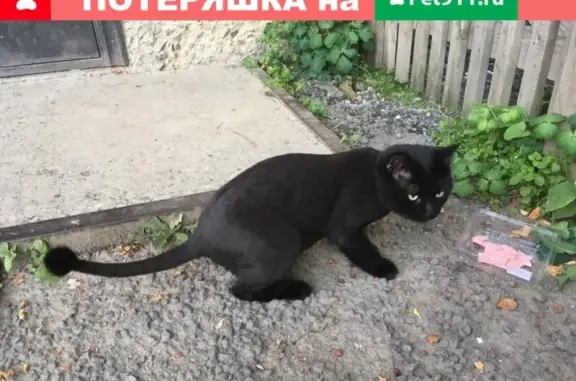 Найден домашний кот в Екатеринбурге