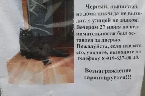 Пропала кошка в Заборье, Рязань