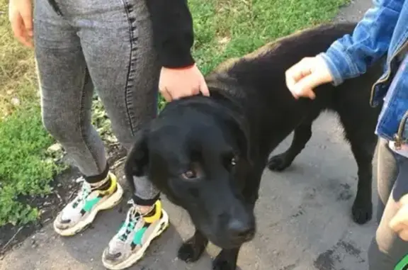 Найдена собака в Арбеково, Пенза