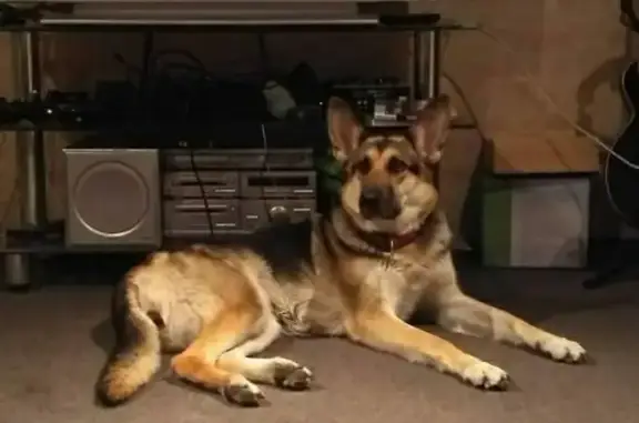 Собаки потеряшки, Москва, фото: Потеряшка собака Джус на Озёрной улице в Москве