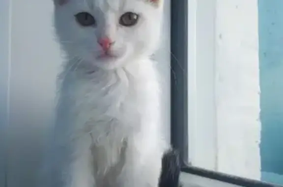 Пропала кошка в Чите: Фадеева 27, помогу с содержанием.