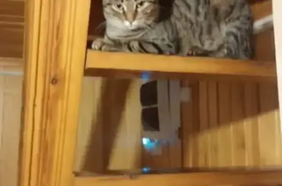 Кошки потеряшки, Новосибирск, фото: Потеряшка кошка в Ордынском районе, СНТ Вишня