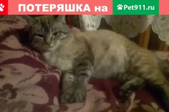Пропала кошка в Тейково, Ивановская область