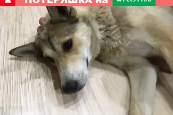 Пропала собака в районе Ломоносова-Строителей, Череповец.