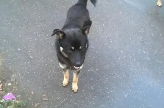 Найдена собака в Красногорске, Павшино