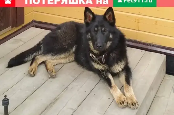 Найдена собака в Новом Токсово
