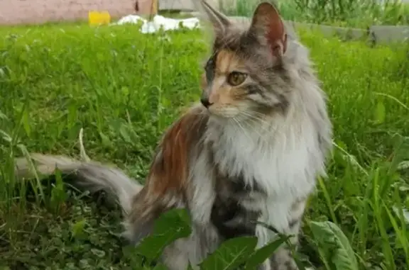 Пропала кошка в деревне Гришино, Коломенский район