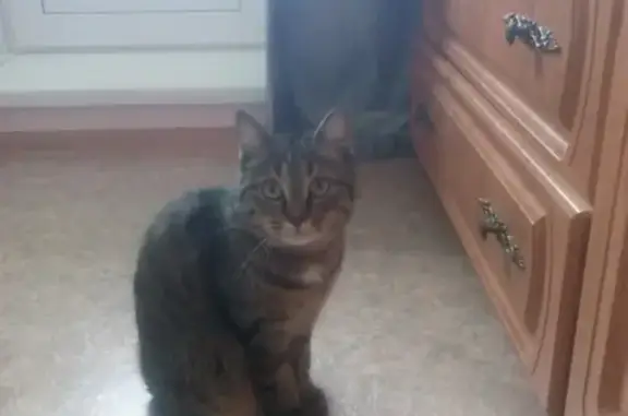 Пропала кошка в Томске, район зелёных горок [id433856692]