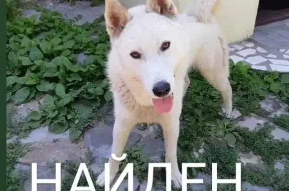 Найдена собака Лайка в Волгограде, Краснооктябрьский р-он