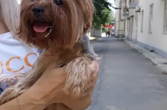 Собака найдена в Краснооктябрьском районе, звонить Татьяне (Волгоград)