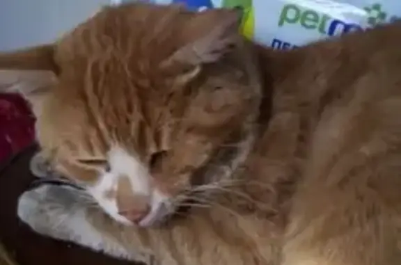 Найден кот с травмой в Серпухове, ищем хозяев