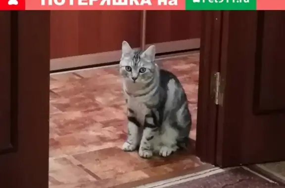 Кошки потеряшки, Курган, фото: Потеряшка кошка с коротким хвостом в 4-м мкр. Кургана