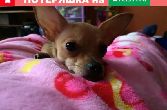 Пропала собака Боня в Ногинске, Московская область