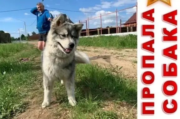 Пропала собака Белла в Кожино, Щёлково